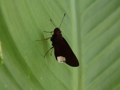 Cobalus virbius