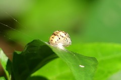 Simiskina phalia