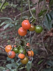 Solanum appendiculatum
