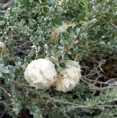 Asphondylia floccosa