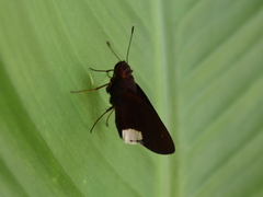 Cobalus virbius