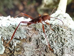 Neoclytus cacicus