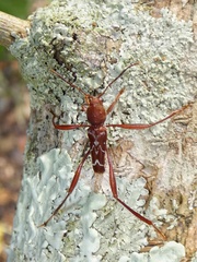 Neoclytus cacicus