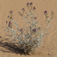 Astragalus lentiginosus borreganus
