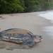 Tortuga Laúd - Photo (c) John D Reynolds, algunos derechos reservados (CC BY-NC), subido por John D Reynolds
