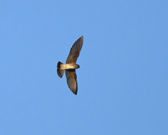 Stelgidopteryx serripennis ridgwayi