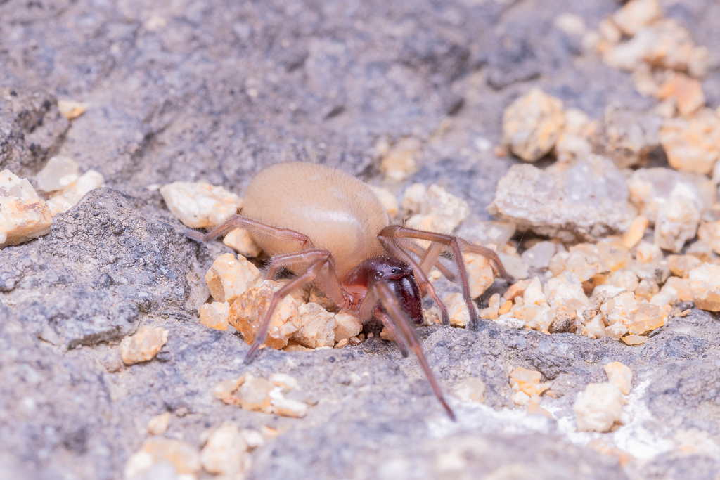 Macerio flavus