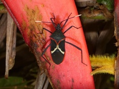 Leptoscelis conspicuus