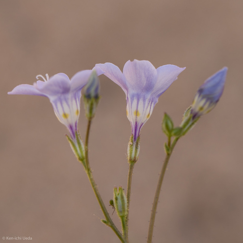 Gilia latiflora ssp. latiflora