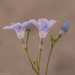 Gilia latiflora latiflora - Photo (c) Ken-ichi Ueda, algunos derechos reservados (CC BY), subido por Ken-ichi Ueda