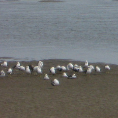 Larus crassirostris