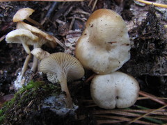 Hygrophorus