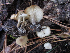 Hygrophorus