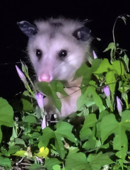 Didelphis virginiana