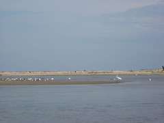 Ardea alba modesta
