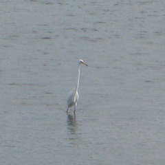 Ardea alba modesta