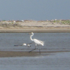 Ardea alba modesta