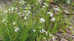 Westringia tenuicaulis