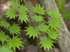 Acer sieboldianum