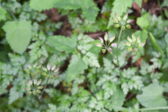 Coptis japonica, photograph (c) Timur Kalininsky, some rights reserved (CC BY)
