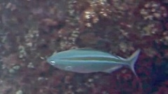 Caesio caerulaurea