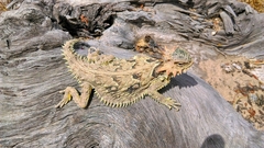 Phrynosoma coronatum