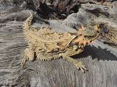 Phrynosoma coronatum