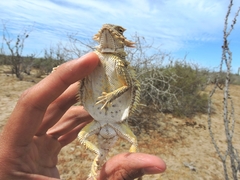 Phrynosoma coronatum