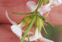 Westringia tenuicaulis