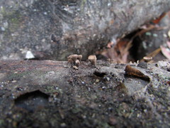 Porodisculus pendulus