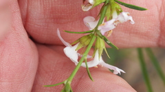 Westringia tenuicaulis