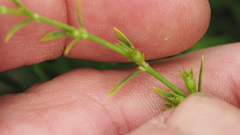 Westringia tenuicaulis