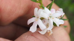 Westringia tenuicaulis