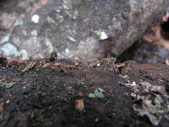 Porodisculus pendulus