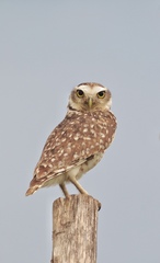 Athene cunicularia