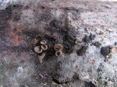 Porodisculus pendulus