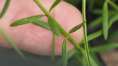 Westringia tenuicaulis