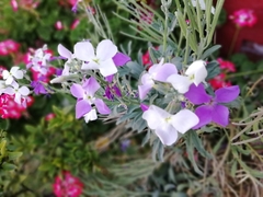 Matthiola incana