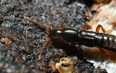 Lathrobium brunnipes