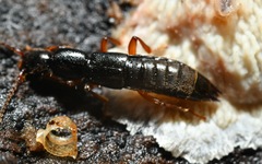 Lathrobium brunnipes