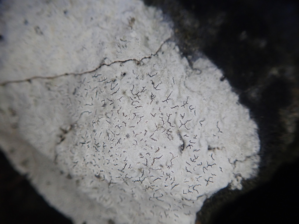 Enterographa subgelatinosa