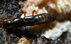 Lathrobium brunnipes