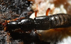 Lathrobium brunnipes