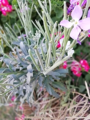 Matthiola incana