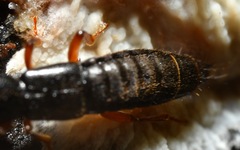 Lathrobium brunnipes