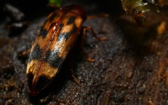 Orchesia undulata