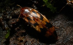 Orchesia undulata