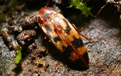Orchesia undulata