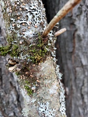 Aleurodiscus amorphus