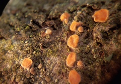 Aleurodiscus amorphus